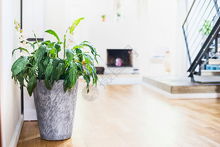 白色室内室内盆栽植物背景