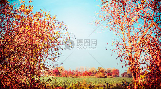 秋天的乡村景观,树木,树叶田野秋天的自然背景图片