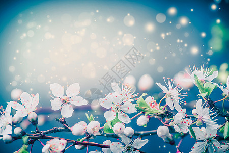 美丽的花朵背景,春天夏天的自然花卉边界柔的蓝天与阳光明媚的波克照明图片