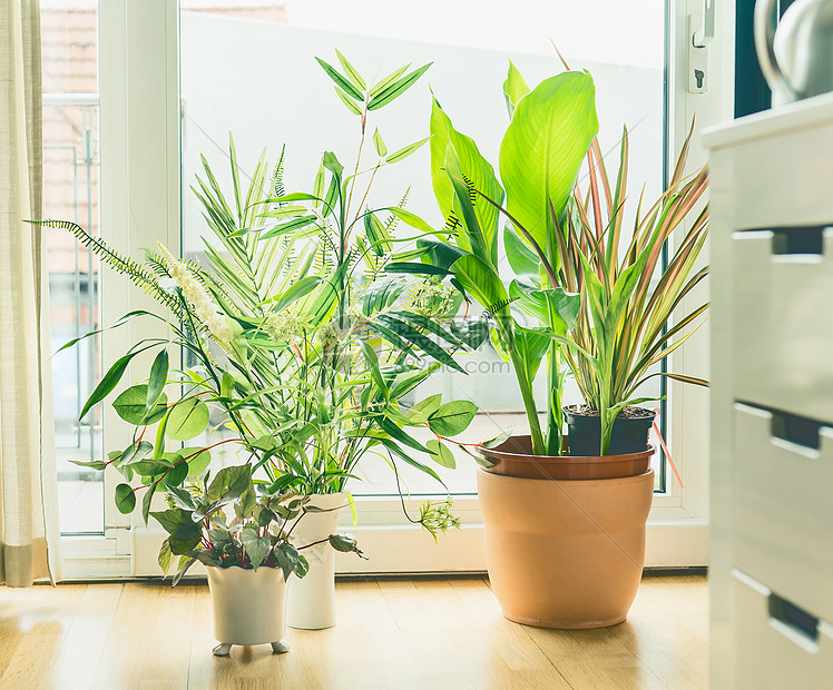 客厅窗户的盆栽布置城市生活造型与室内植物高清图片下载 正版图片 摄图网