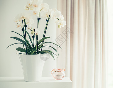 白色兰花植物,花盆里的花还窗户上,正看室内植物装饰家庭内部图片