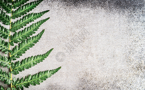 蕨叶灰色的乡村混凝土背景上,顶部的视图,文字的位置,特写图片