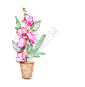 园艺种植与种植泥炭罐粉红色的花白色背景,顶部视图,图片