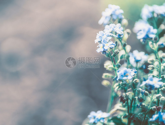 自然背景与蓝色忘记花,花卉边界图片