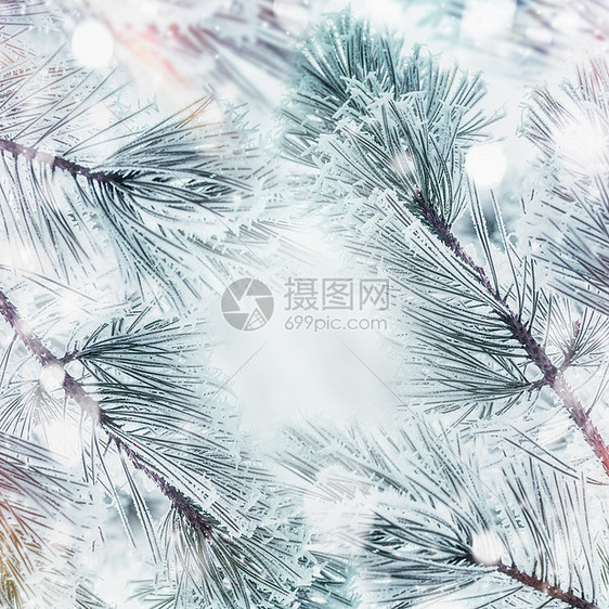 冬季自然背景,框架冻枝雪松冷杉与雪,户外图片