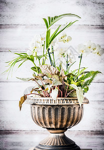 庭院室内植物盆栽骨灰盒播种机白色木制背景,正视图图片