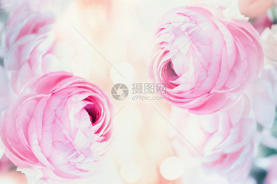 粉红色花粉色背景与Bokeh图片