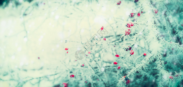 美丽的冬季自然背景,树枝上红色的冷冻浆果,冬季覆盖着霜冻雪图片