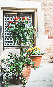 庭院花盆与各种植物花卉,容器种植园艺,户外图片