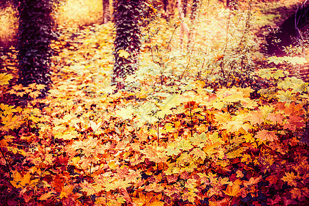 美丽的秋林公园树叶,秋天户外自然背景图片