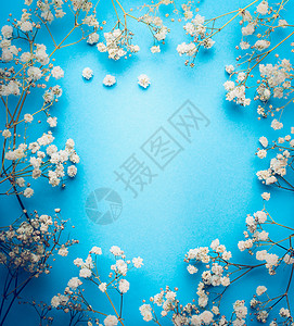 果蝇,蓝色背景上的婴儿呼吸花白色花框,顶部视图,图片