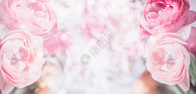 花缘与粉红色的淡花博凯背景的特写粘贴节日贺卡图片