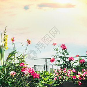 各种美丽的阳台花天空背景,夏季生活方式图片