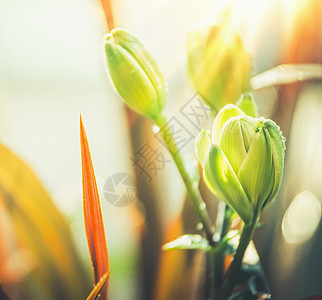 夏末秋季植物花卉背景与草百合阳光下,户外自然背景图片