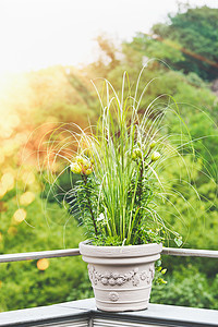美丽的露台花盆与潘帕斯草绿色百合阳台露台日落的光线城市集装箱园艺,花庭院盆栽的想法图片
