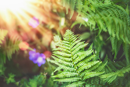 热带蕨类植物阳光自然背景下的叶子图片