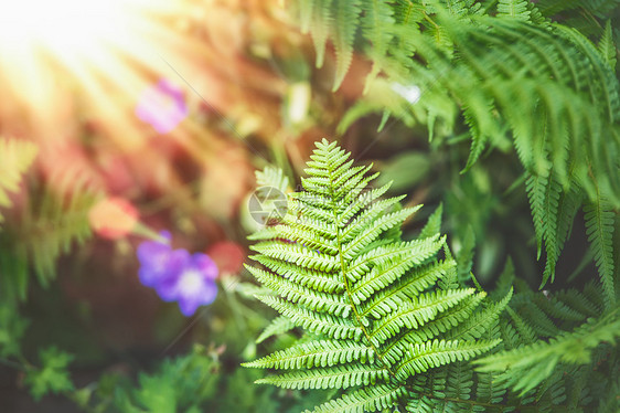 热带蕨类植物阳光自然背景下的叶子图片