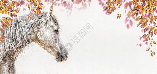 灰色阿拉伯马头浅背景与秋天的叶子树叶,轮廓图片,横幅图片