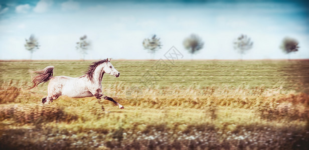 灰色阿拉伯马跑夏季田野天空背景,横幅图片