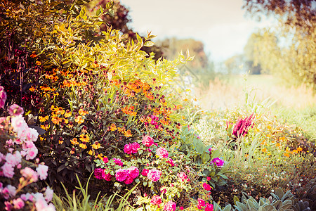 秋天的花园背景各种各样的落花背景图片