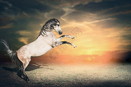 美丽的灰色马种马地上升它的两条前腿,首先日落的天空背景背景图片