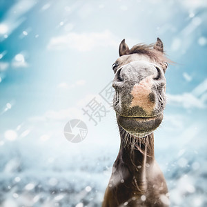 趣的马脸口与鼻子冬天雪的自然背景图片