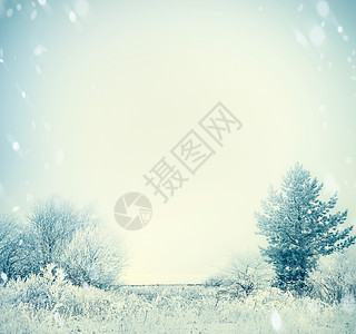 冬季景观与雪覆盖的树木田野天空的背景图片