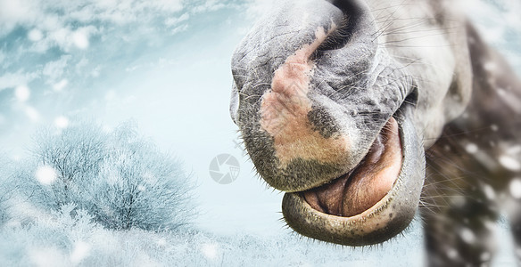 趣的马鼻子,张嘴与舌头冬天雪的自然背景图片