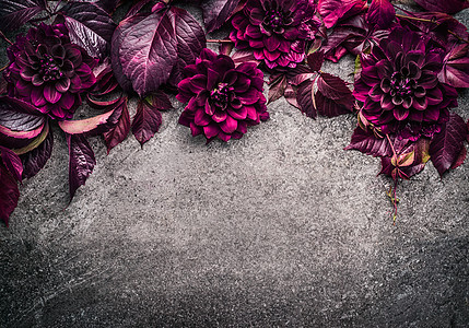 深紫色的花边与花,花瓣叶子灰色的背景,顶部的视图,地方为文本图片