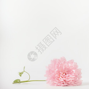 白色背景上的粉红色苍白花,正景色母亲日婚礼快乐活动的布局贺卡图片