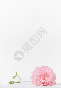 白色背景上的粉彩花,正视图母亲日婚礼快乐活动的布局贺卡图片