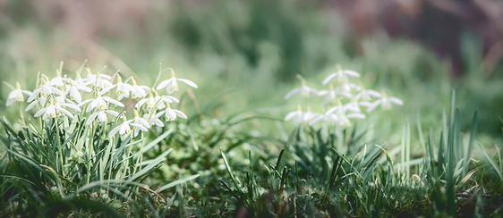 与个春天的雪滴花户外自然背景花园,公园森林,前的春天的图片