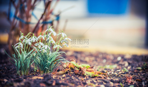 雪滴花户外自然背景春天的图片