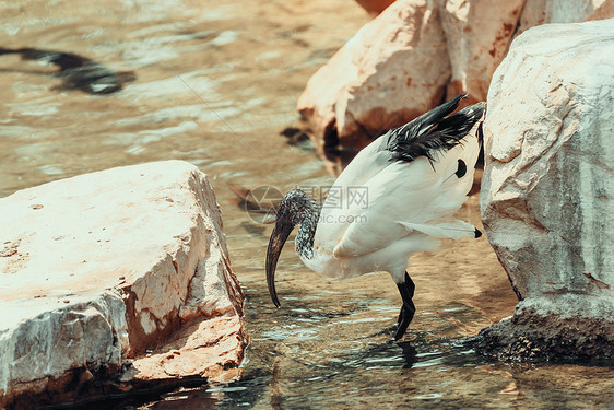 野生非洲神的ibis鸟图片