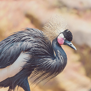黑冠鹤BalearicaPonina鸟图片
