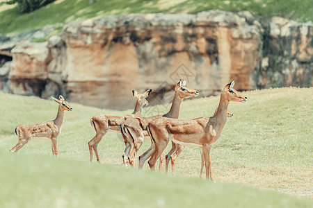 非洲黑斑羚AepycerosMelampus羚羊图片