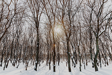 雪森林森林树木覆盖着白色的冬雪背景