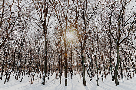 森林树木覆盖着白色的冬雪图片