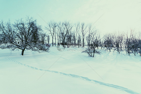 暴风雪后的冬季景观雪树木图片