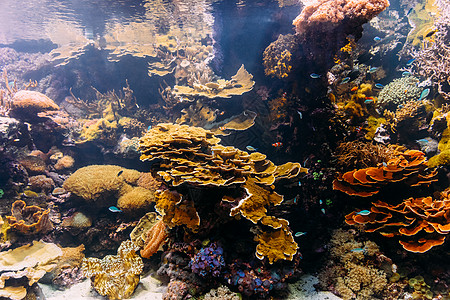 水族馆里的小珊瑚鱼图片