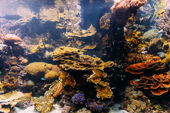 水族馆里的小珊瑚鱼图片