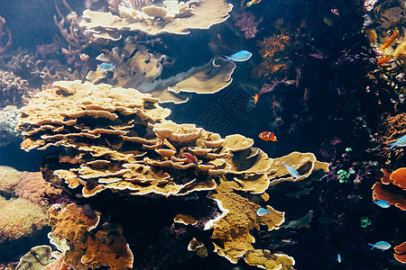 水族馆里的小珊瑚鱼图片