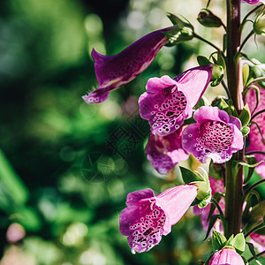 粉红色洋地黄花园里种花图片