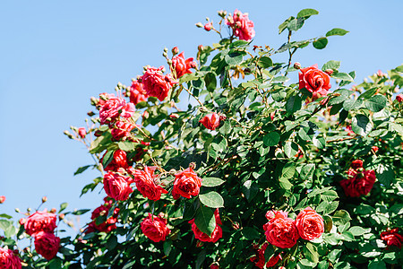 夏天美丽的红玫瑰花园图片