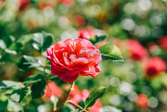 夏天美丽的粉红色玫瑰花园图片