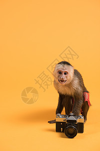 卡普钦猴子与复古老式相机黄色背景图片