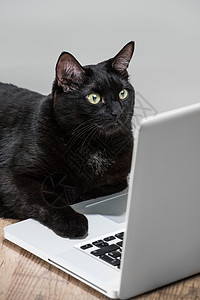 智能成功的黑色商业猫躺笔记本电脑前的木地板上的滑稽的Portret图片
