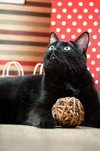躺红色购物袋附近的只黑猫宠物的肖像图片
