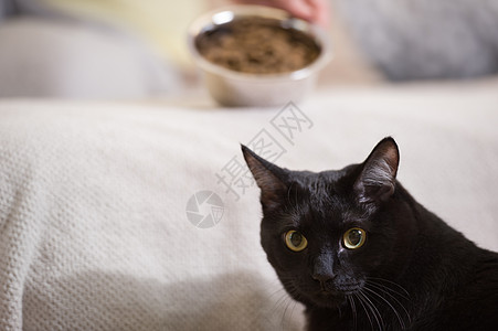 目全非的女人家喂她的黑猫高清图片