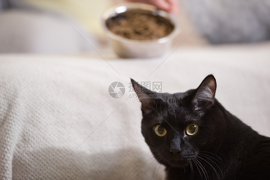 目全非的女人家喂她的黑猫图片